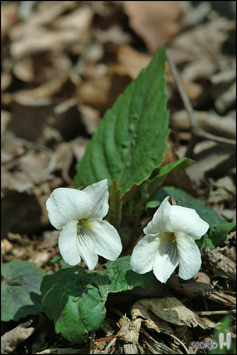 DSCF6233.jpg