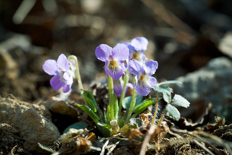 DSCF6523.jpg