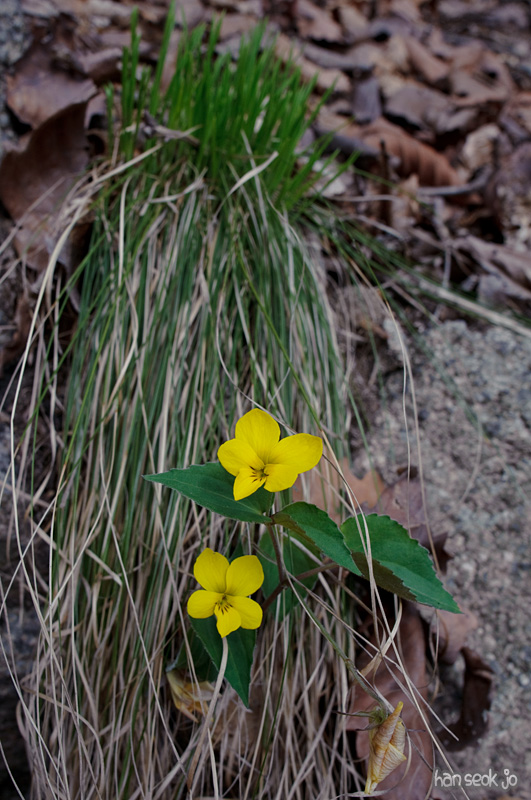 DSC_0944.jpg