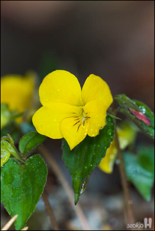 DSCF6817.jpg