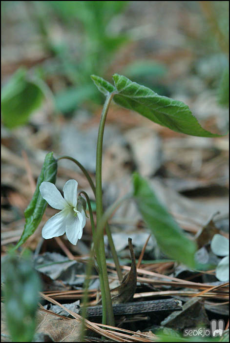 DSCF6374.jpg