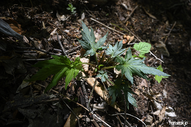 DSC_2643.jpg