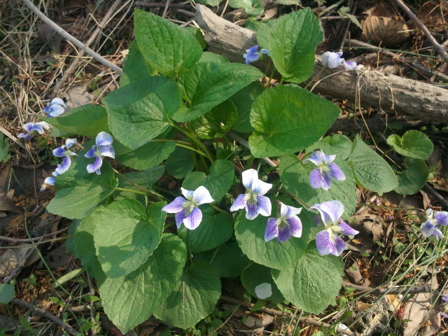 2011-05-05A.jpg