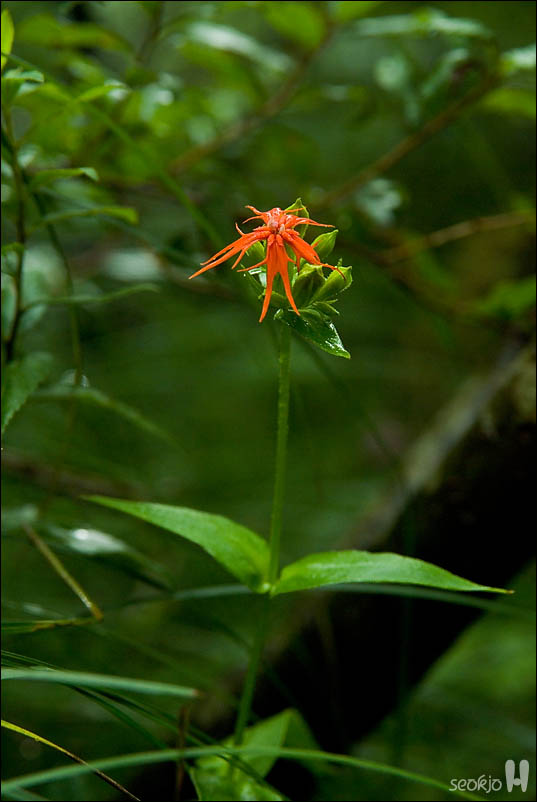 DSCF4725.jpg