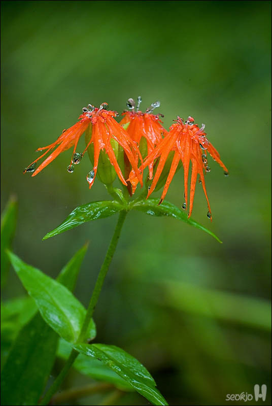 DSCF5111.jpg
