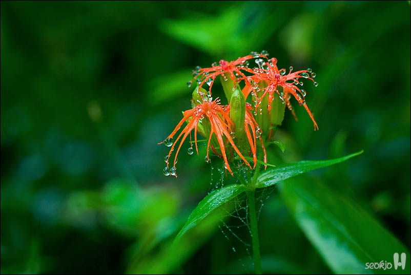 DSCF5133.jpg