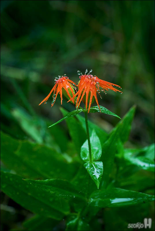 DSCF5108.jpg