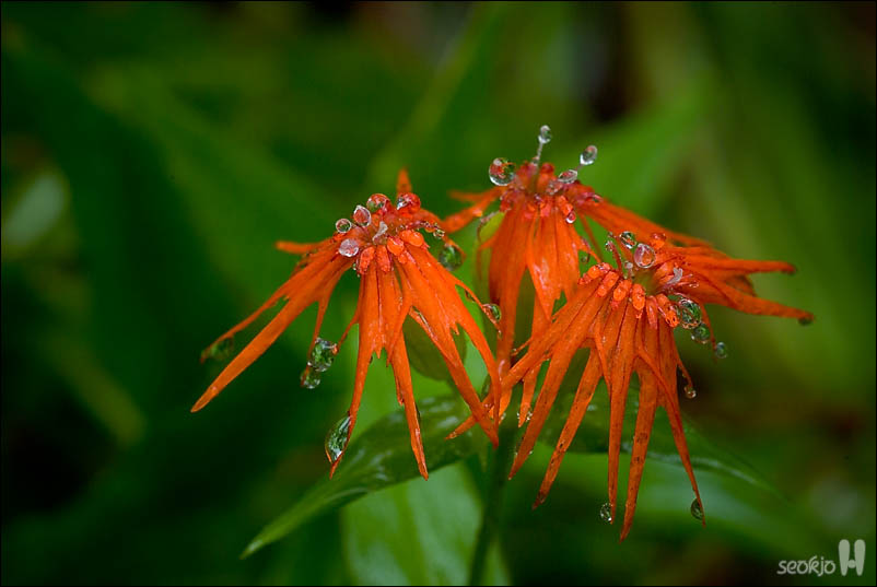 DSCF5118.jpg