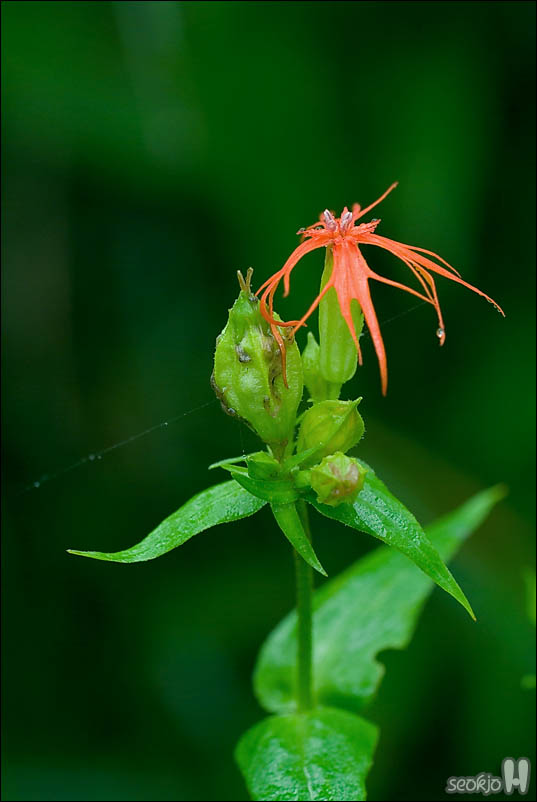 DSCF5105.jpg