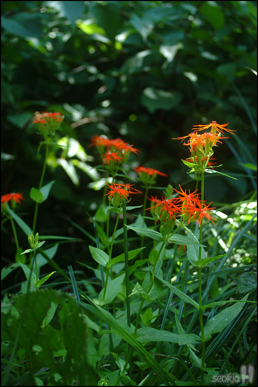 DSCF3219.jpg