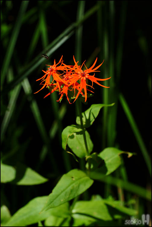 DSCF3223.jpg