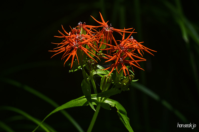 DSC_4275.jpg