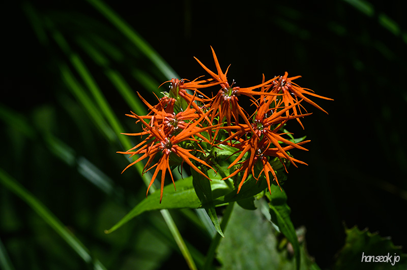 DSC_4277.jpg