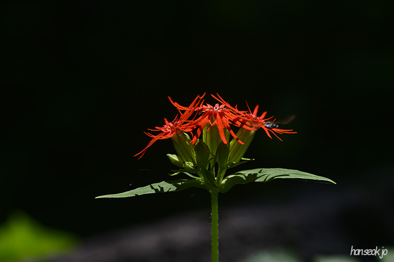 DSC_4298.jpg