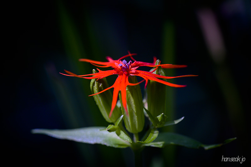 DSC_4250.jpg