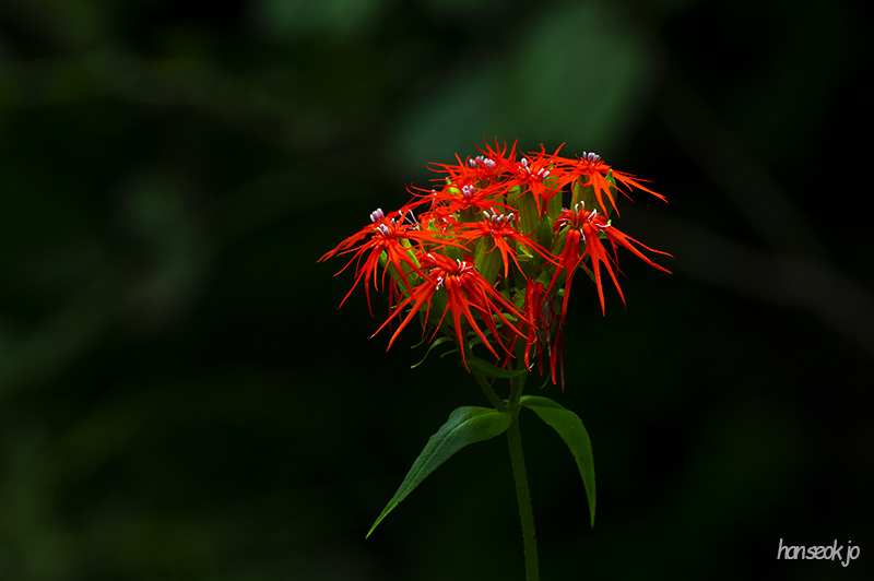 DSC_1234.jpg