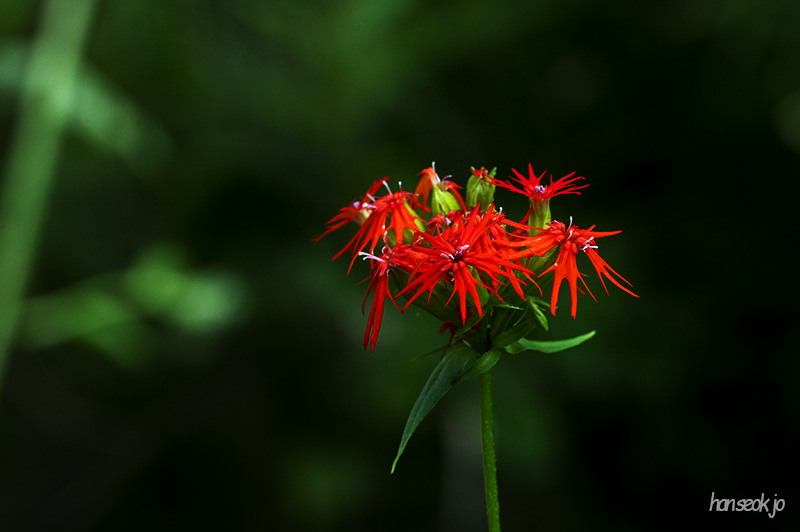 DSC_1245.jpg