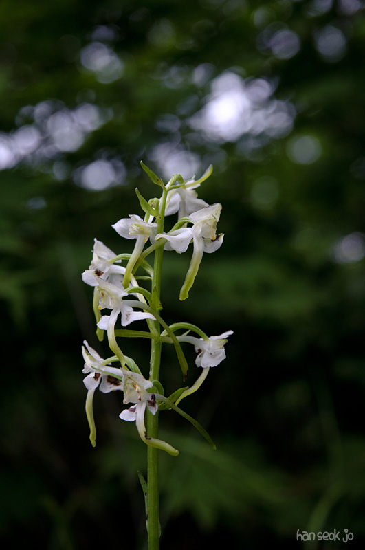 DSC_2666.jpg