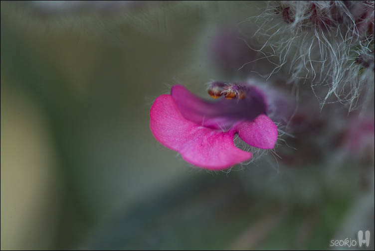 DSCF7650.jpg