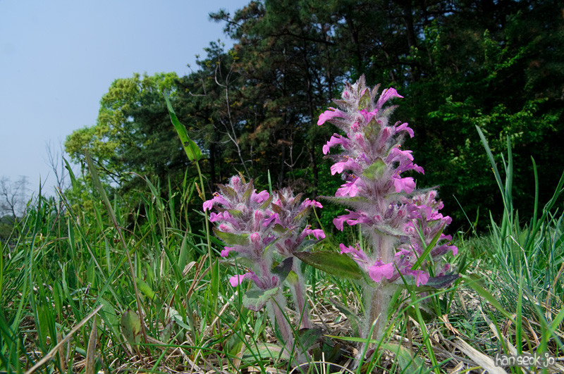 DSC_1487.jpg