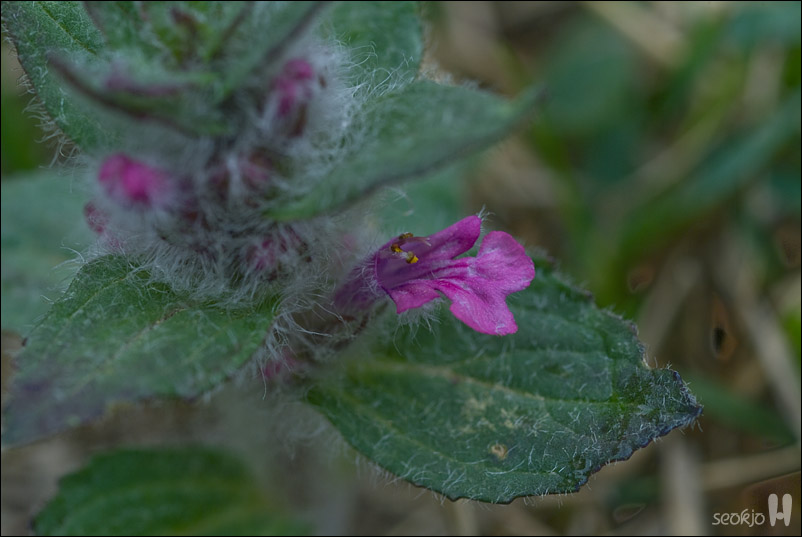 DSCF7897.jpg