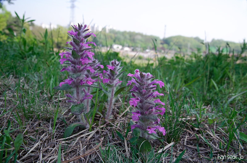 DSC_1577.jpg