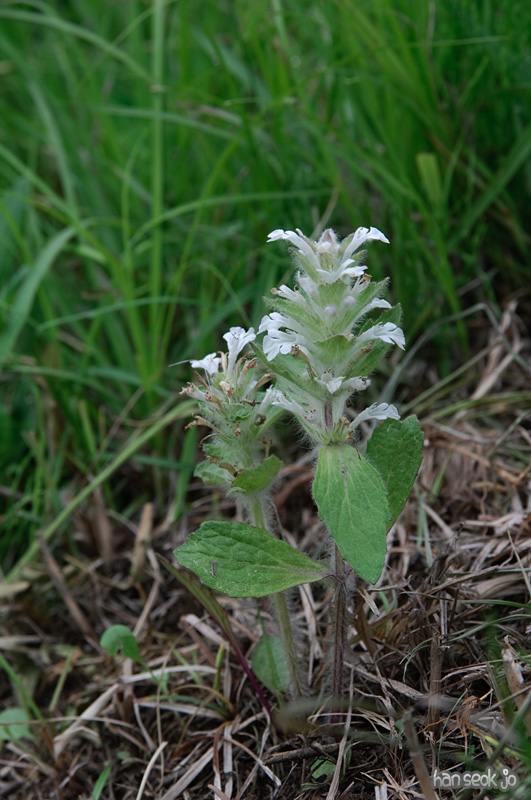 DSC_6344.jpg