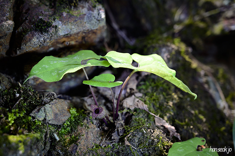 DSC_2215.jpg