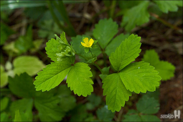 DSCF9208.jpg
