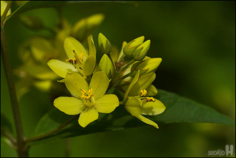DSCF2172.jpg
