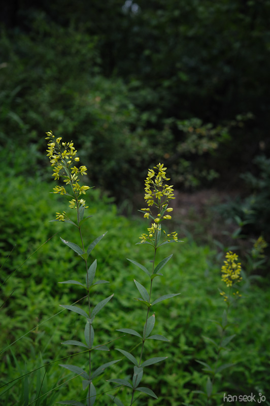 HSJ_4170.jpg