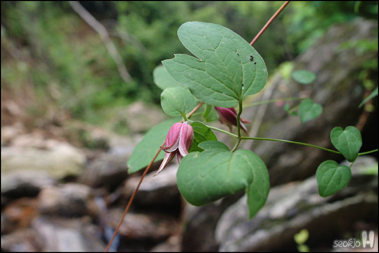 DSCF7550.jpg