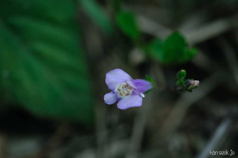 HSJ_3561.jpg