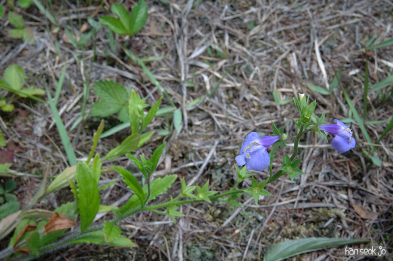 DSC_6986.jpg