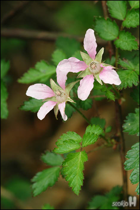 DSCF6274.jpg