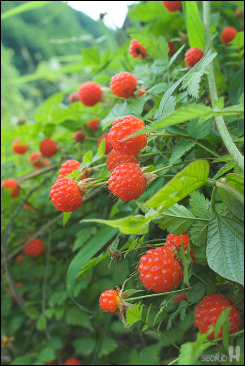 DSCF7050.jpg