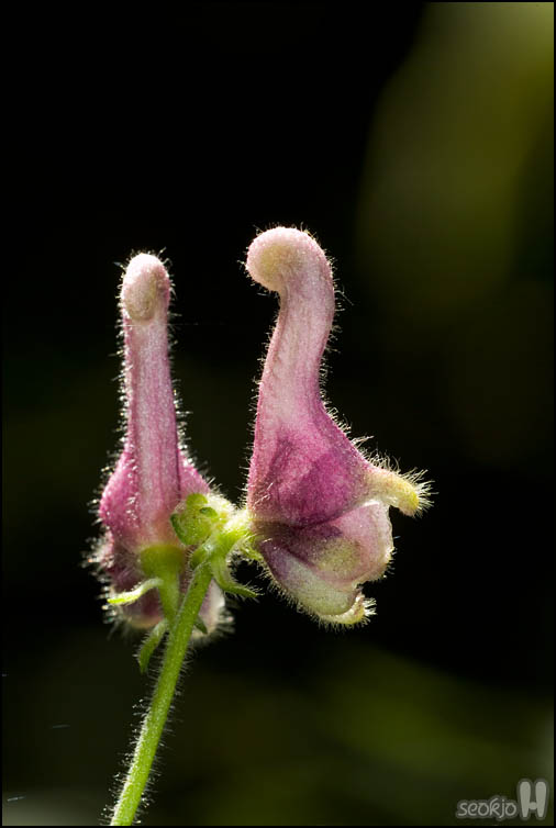 DSCF3888.jpg