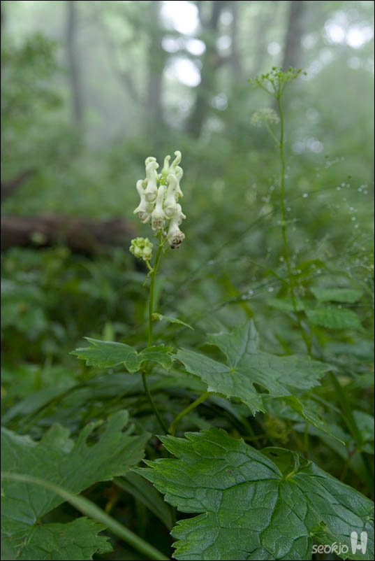 DSCF5070.jpg