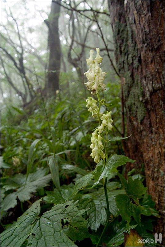 DSCF5083.jpg