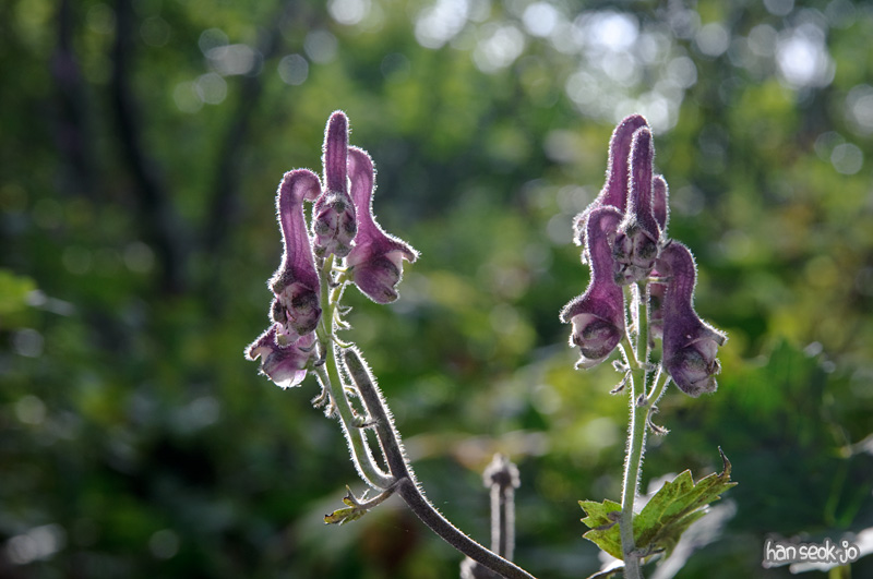 DSC_3782.jpg