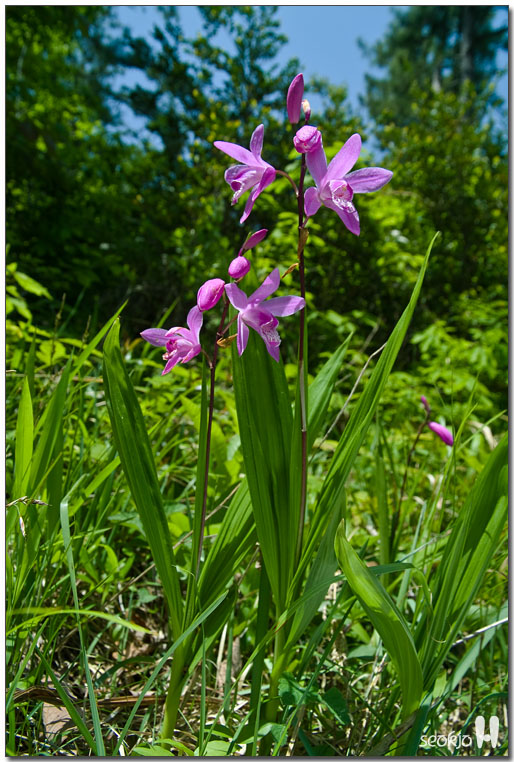 DSCF8235.jpg