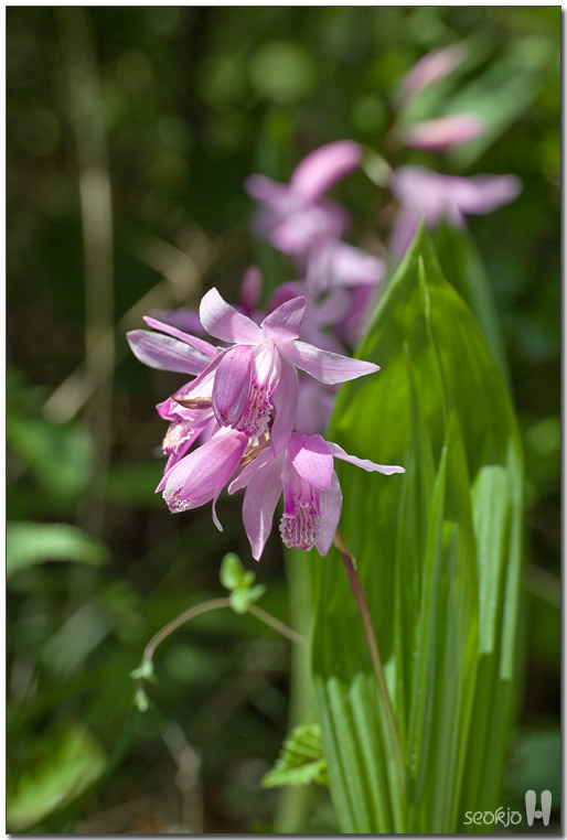 DSCF8177.jpg