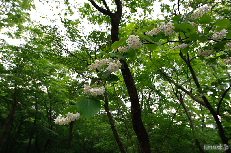 HSJ_8688.jpg