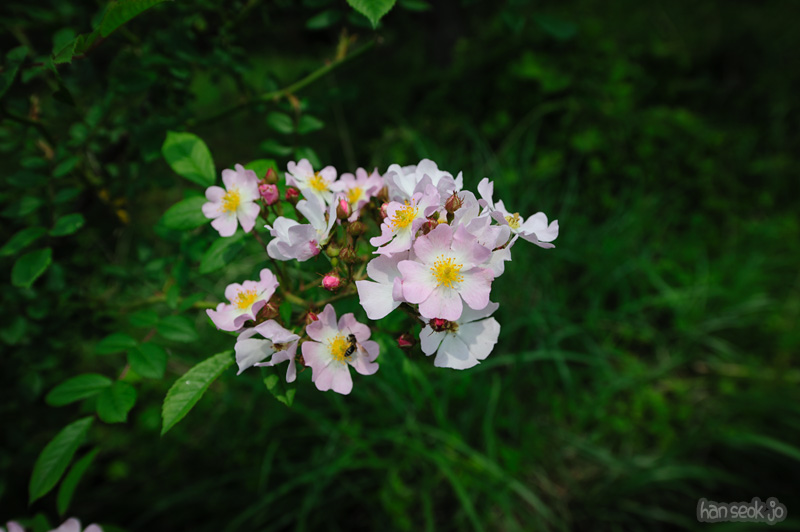 HSJ_0259.jpg