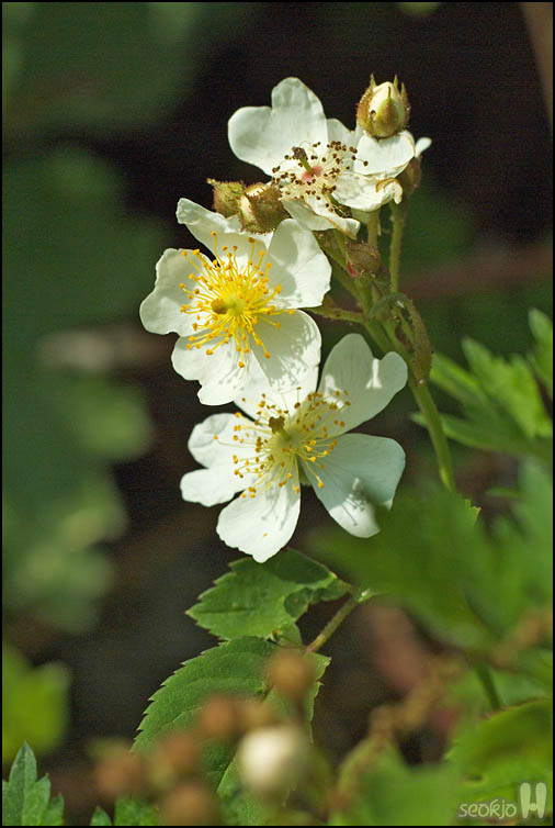 DSCF0704.jpg