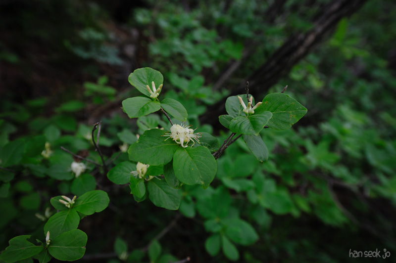 HSJ_0358.jpg