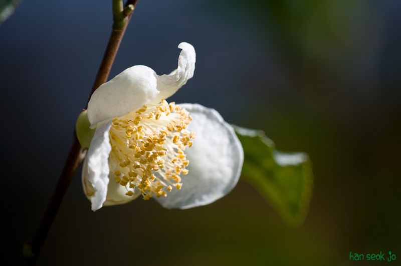 DSC_8694.jpg