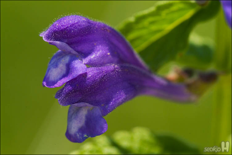 DSCF9336.jpg
