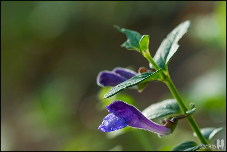 DSCF4277.jpg