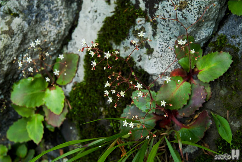 DSCF4462.jpg